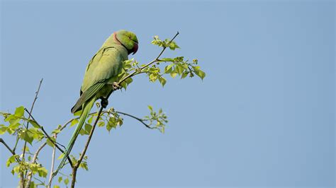 rose ringed parakeet birdforum