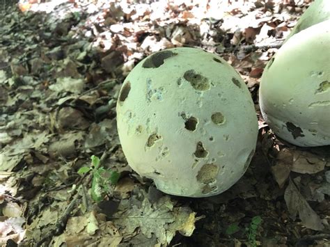 Dicke Wei E Kugeln Im Wald Pilze Allgemein Pilzforum Eu