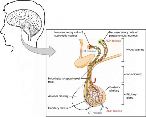 Anterior pituitary function, anterior pituitary hormones