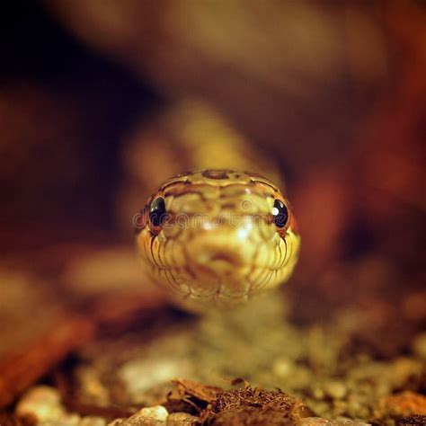 Serpiente De Hierba Elaphe Dione Que Mira Del Refugio Foto De Archivo