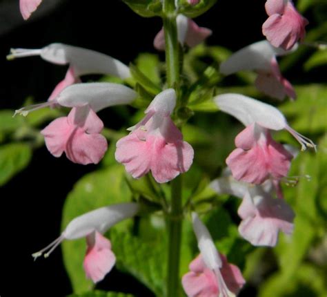 Salvias Plant Care And Collection Of Varieties