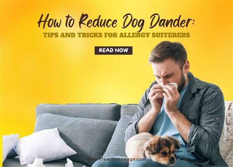 how to reduce dog dander