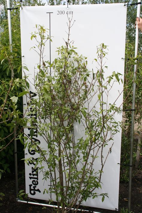 Chimonanthus praecox 175-200 | Felix & Dykhuis BV