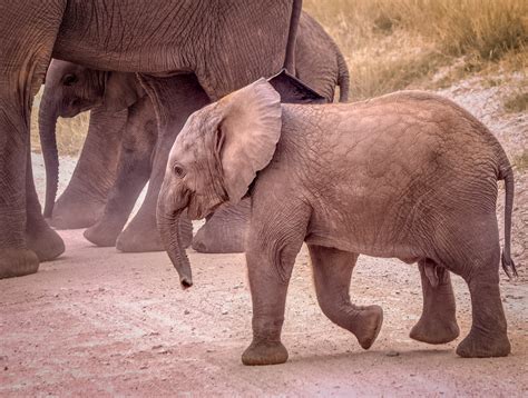 Male African Bush Elephant Calf Amboseli National Park Flickr