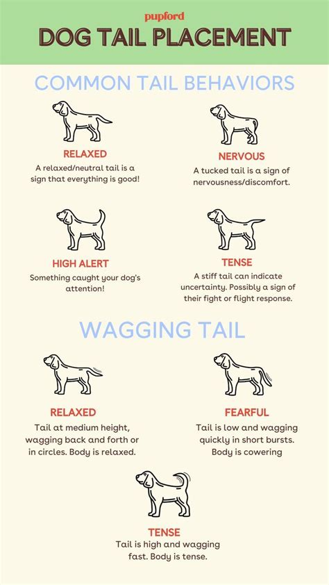 Dog Tail Meaning | Dog tail meaning, Dog body language, Stop puppy from ...