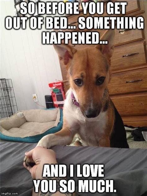 pin  jenny de hoff  dog memes funny dog captions funny animal