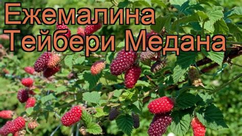 Ежемалина обыкновенная Тейбери Медана 🌿 обзор: как сажать, саженцы ...