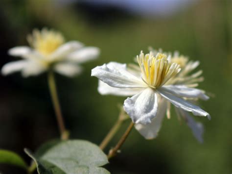 Clematis Summer Snow Paul Farges Clematis Fargesioides Summer