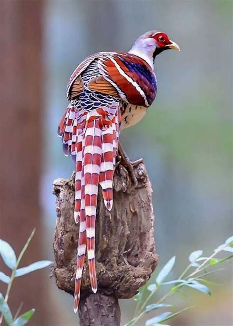 Elliots Pheasant Syrmaticus Ellioti Is A Large Forest Pheasant With