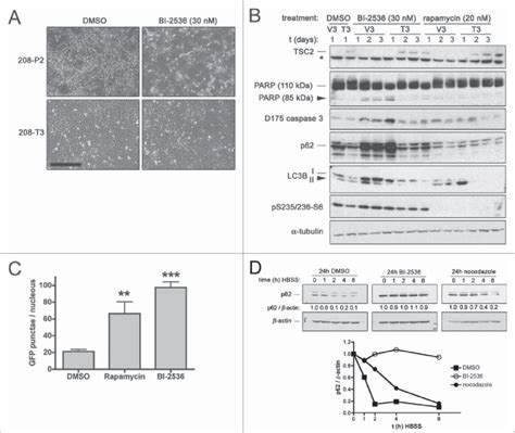 Pharmacological Inhibition Of PLK1 Induces Apoptosis In Hamartin And