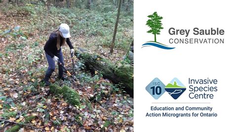 Invasive Species Centre Microgrant Feature Buckthorn Control At Massie Hills Management Unit