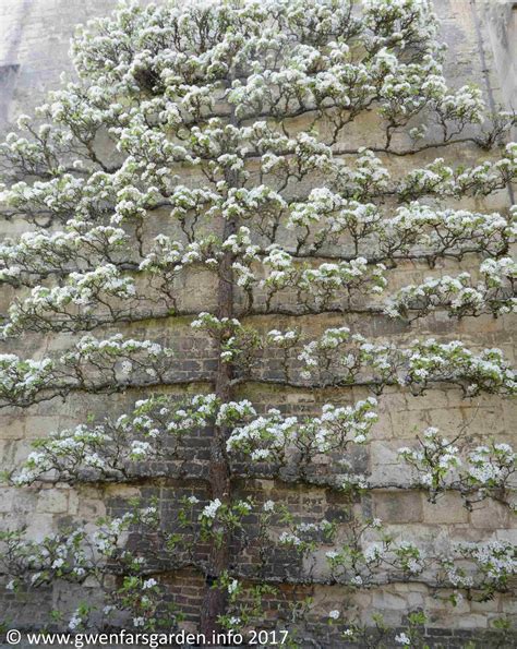 Tips to help you choose the right apple tree(s) – Gwenfar's Garden and