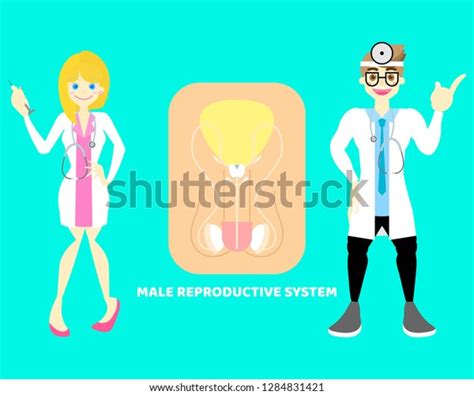 Male Female Doctor Male Reproductive System Stock Vector Royalty Free