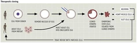 The Way We Were: Therapeutic Cloning: Simple Illustration