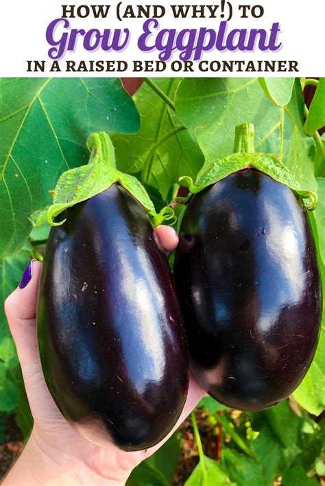 How To Grow Eggplant Eggplant Companion Plants Easy Vegetables To