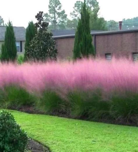 Pink Muhly Grass Seeds Perennial Muhlenbergia Capillaris Etsy Uk