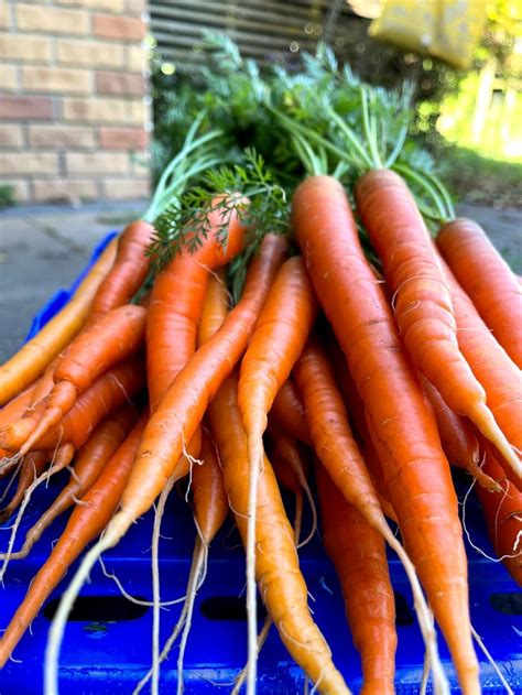 Organic Baby Carrots Orange Queen Per Kilo Kings Eat Organics