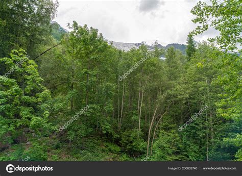 Forest Cascade Dard Fantastic Waterfallunder Mont Blanc Haute Savoie