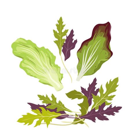 Salad Leafy Vegetables Set Batavia Romaine And Iceberg Lettuce Cabbage And Spinach Stock