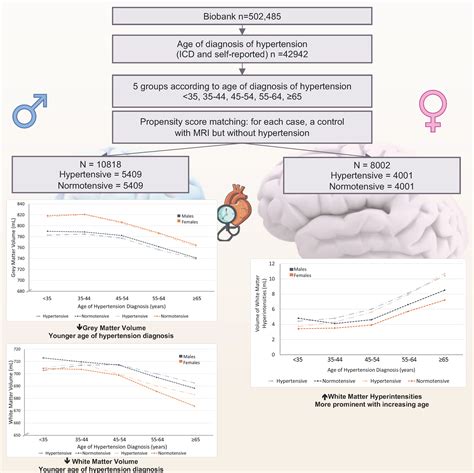 Sex Differences In The Association Of Age At Hypertension Diagnosis With Brain Structure