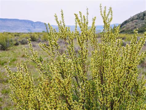 The Osoyoos Desert Centre - Backwoods Mama