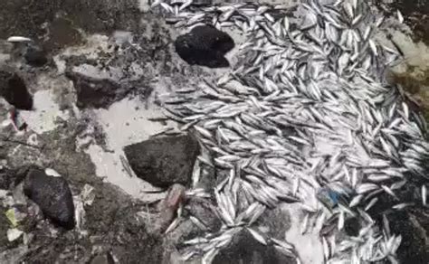 Viral Ribuan Ikan Naik Ke Daratan Di Kepulauan Seribu Begini