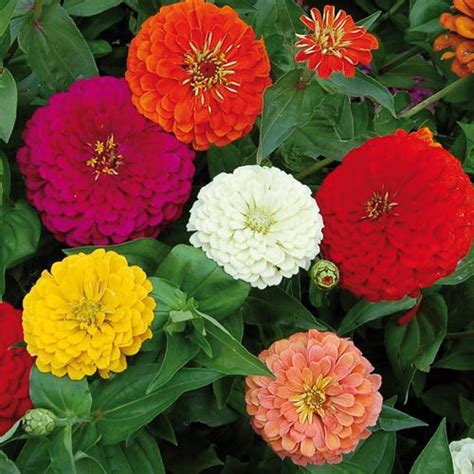 Hybrid Zinnia flower (Mixed) Seeds - Greene