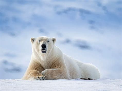 Polar Bear Adaptations