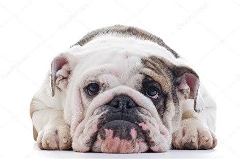 English Bulldog Stock Photo By ©milinz 15628523