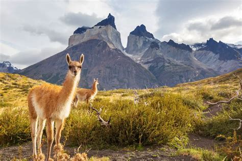 El Calafate A Torres Del Paine