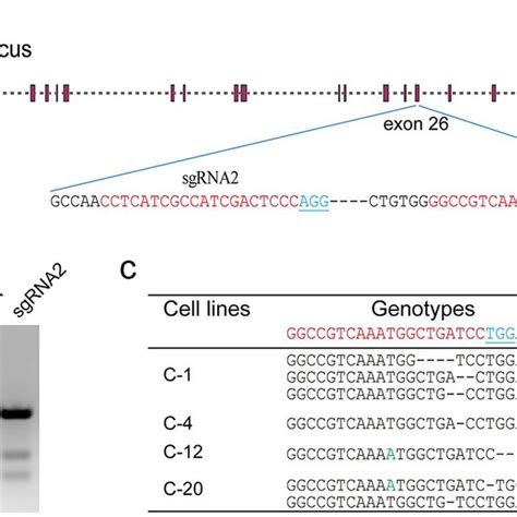 Crispr Cas Mediated C Gene Targeting In Pffs A Schematic Diagram