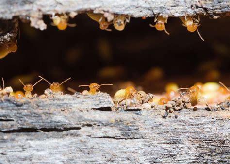 Termite Tenting For Drywood Termite Treatment The Bug Guys