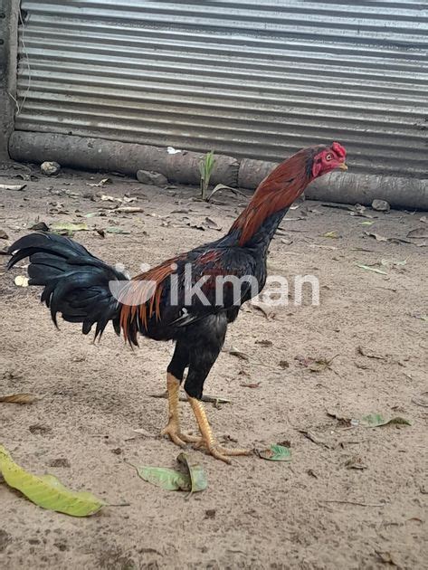 Farm Hen For Sale In Jaffna City Ikman