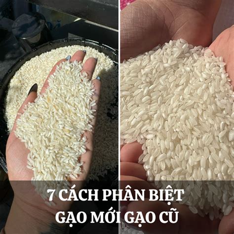 7 Cách Phân Biệt Gạo Mới Gạo Cũ Và Bí Quyết Chọn Gạo Ngon Cho Bữa Cơm