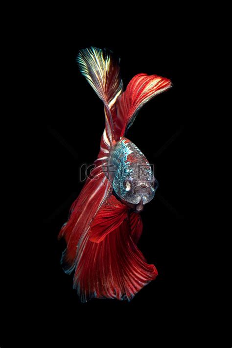 Betta