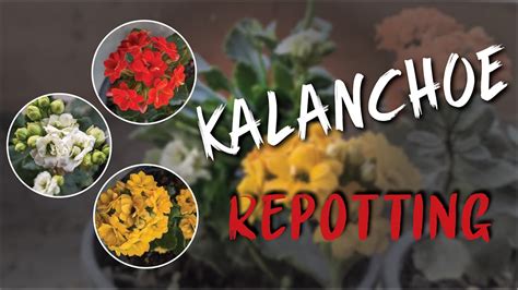 Kalanchoe Repotting How To Repot Kalanchoe YouTube