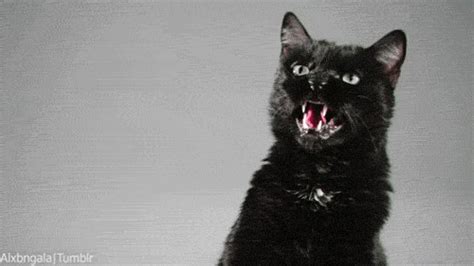 Angry Black Cat 