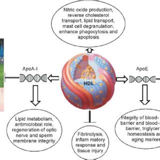 Schematic Representation Of Important Biological Properties Of HDL