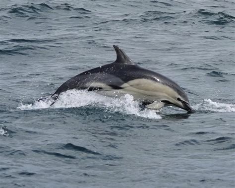 Rare Hybrid Dolphins Spotted Chasing Tour Boat