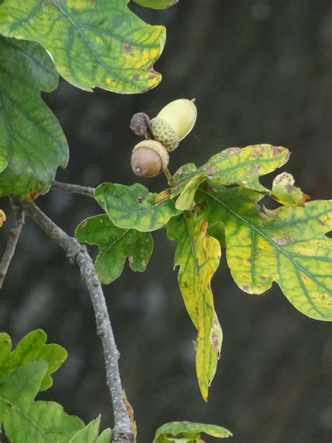 Fotos gratis árbol naturaleza rama Fruta hoja otoño flor