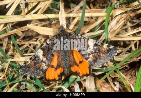 Orange underwing moth Stock Photo - Alamy