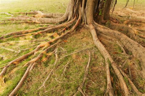 Tree roots stock photo. Image of entangled, extended - 22064190