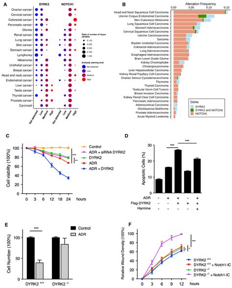 Dyrk Inhibition Increases Notch Ic Tumorigenesis Effect In Breast