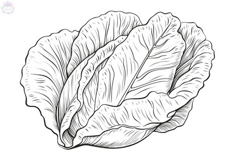 Lettuce Coloring Pages