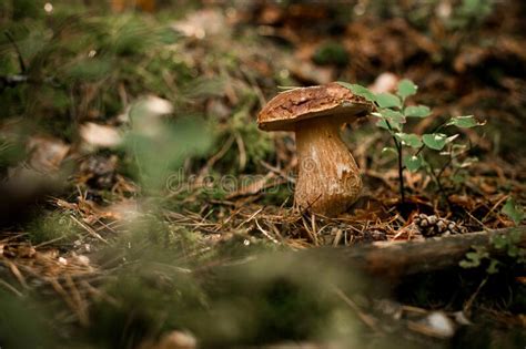 Close Up Of Large Beautiful Edible Brown Mushroom Growing In Forest