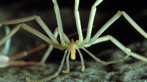 Secrets of giant Antarctic sea spiders and their tiny eggs revealed ...