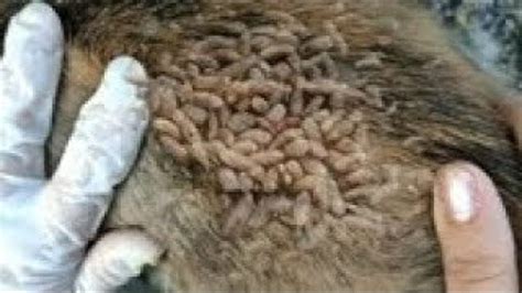 Removing Monster Mango Worms From Helpless Dog Animal Rescue Video