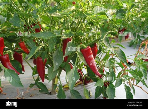 red jalapeno peppers growing on a plant in California , USA Stock Photo ...