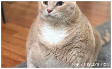 猫咪过胖会导致什么问题？ 知乎