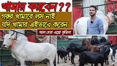 গরু মোটাতাজা খামারে আর হবেনা লস। ঘুরে আসুন কুমিল্লার আল হেরা এগ্রো। Cow